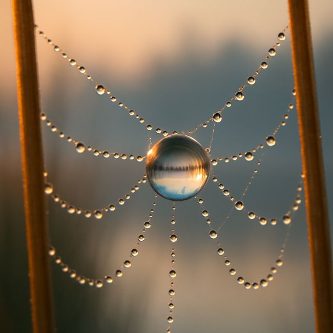 Macro photograph of a dew-covered spider web at sunrise, bathed in golden light.